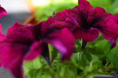 stunning huge deep burgundy petunia flowers growth outdoor. close upの写真素材