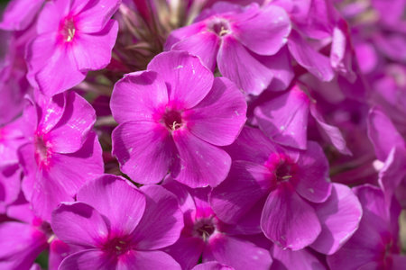 bright cyclamen pink phloxes blossom in garden at sunny day. close upの写真素材