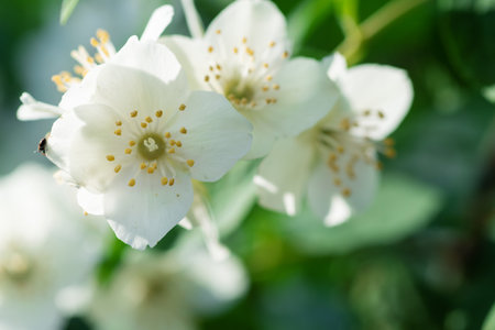 beautiful aroma jasmine blossom at sunny day. macro shotの写真素材