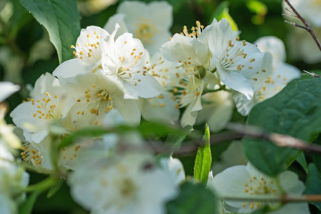beautiful aroma jasmine blossom at sunny day. close up shot.の写真素材