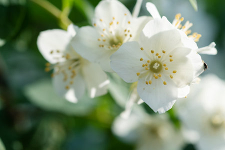 beautiful aroma jasmine blossom at sunny day. macro shotの写真素材