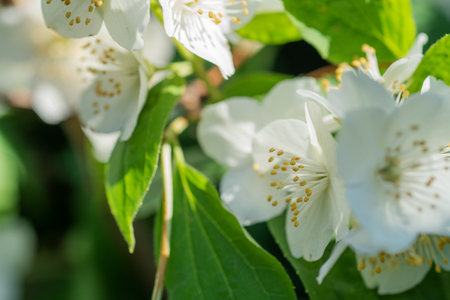 beautiful aroma jasmine blossom at sunny day. macro shotの写真素材