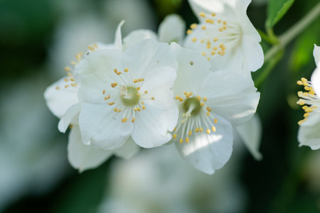 beautiful aroma jasmine blossom at sunny day. macro shotの写真素材