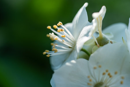 beautiful aroma jasmine blossom at sunny day. macro shotの写真素材