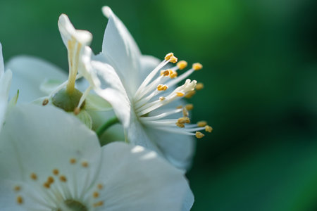 beautiful aroma jasmine blossom at sunny day. macro shotの写真素材