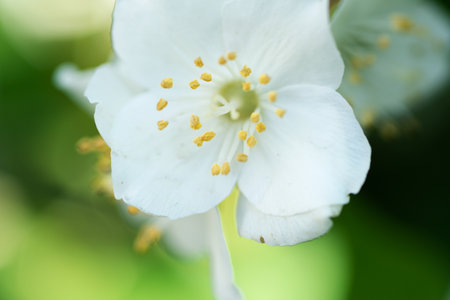 beautiful aroma jasmine blossom at sunny day. macro shotの写真素材