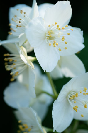 beautiful aroma jasmine blossom at sunny day. macro shotの写真素材