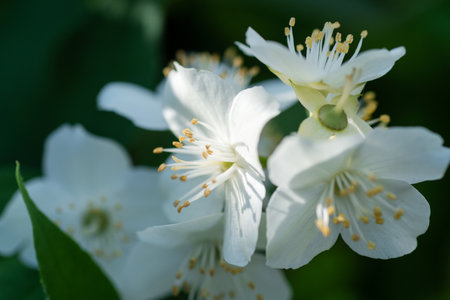 beautiful aroma jasmine blossom at sunny day. macro shotの写真素材
