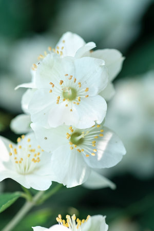 beautiful aroma jasmine blossom at sunny day. macro shotの写真素材