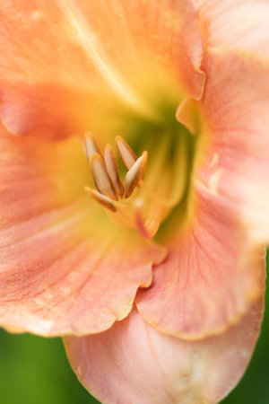 pestle and stamens of beautiful deep pink-yellow lily. extreme macroの写真素材