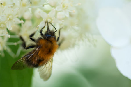 beautiful blossom of white hydrangea with working bumblebee at sunny day. macro shot