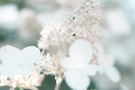beautiful blossom of white hydrangea with different variouse flowers at summer sunny day. macroの写真素材