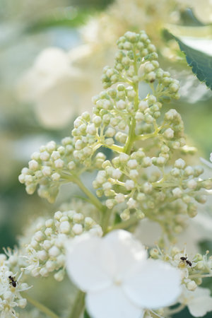 beautiful blossom buds of white hydrangea with different variouse flowers at summer sunny day. macroの写真素材