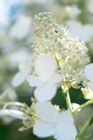beautiful blossom of white hydrangea with different variouse flowers at summer sunny day. macroの写真素材
