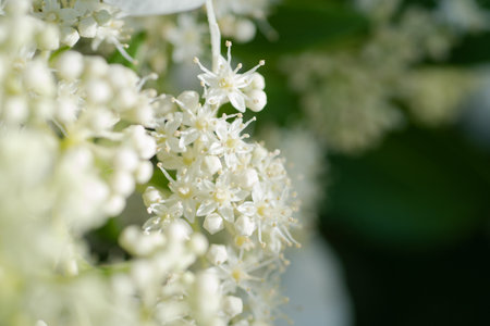 beautiful blossom of white hydrangea with different variouse flowers at summer sunny day. macroの写真素材