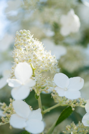 beautiful blossom of white hydrangea with different variouse flowers at summer sunny day. close upの写真素材
