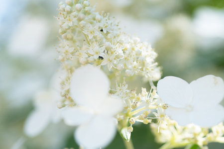 beautiful blossom of white hydrangea with different variouse flowers at summer sunny day. macro