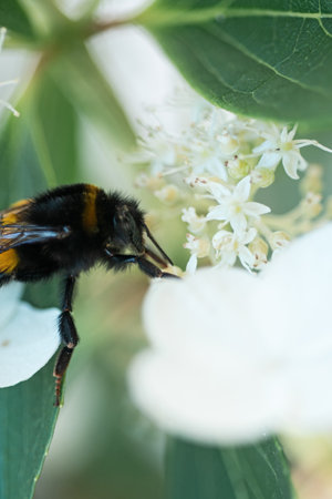 beautiful blossom of white hydrangea with working bumblebee at sunny day. extreme macro shotの写真素材