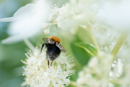 beautiful blossom of white hydrangea with working bumblebee at sunny day.の写真素材