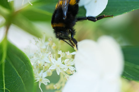 beautiful blossom of white hydrangea with working bumblebee at sunny day. extreme macro shotの写真素材