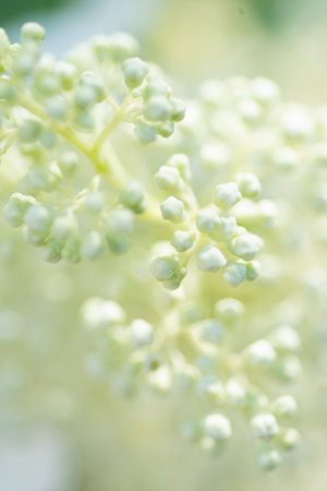 beautiful blossom buds of white hydrangea with different variouse flowers at summer sunny day. macroの写真素材