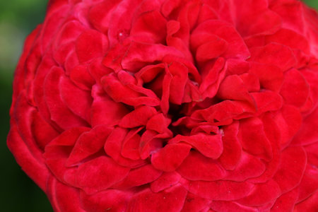 stunning red scarlet rose background. macroの写真素材