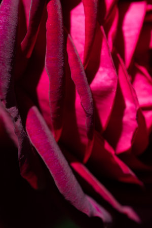 art abstract background of stunning deep red-purple rose . extreme macroの写真素材