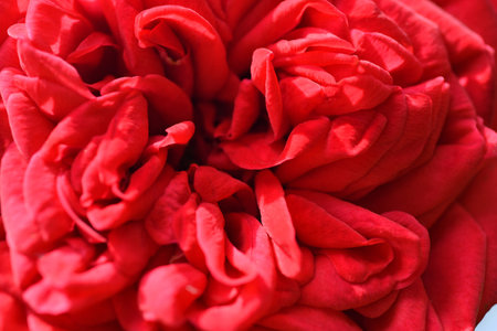 stunning red scarlet rose background. macro shot at sunny dayの写真素材