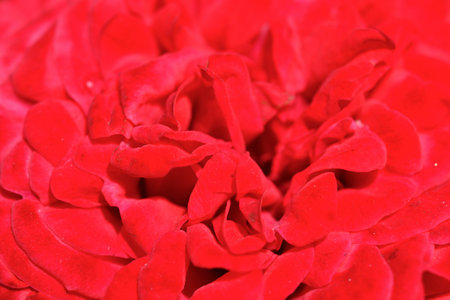 stunning red scarlet rose background. macroの写真素材