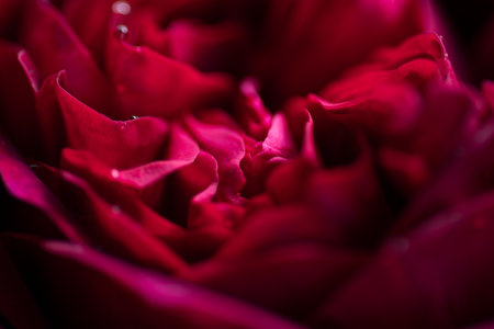 art abstract background of stunning deep red-purple rose . extreme macroの写真素材