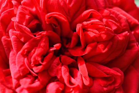 stunning red scarlet rose background. macroの写真素材