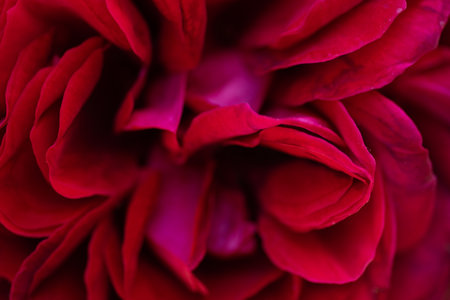 art abstract background of stunning deep red-purple rose . extreme macroの写真素材