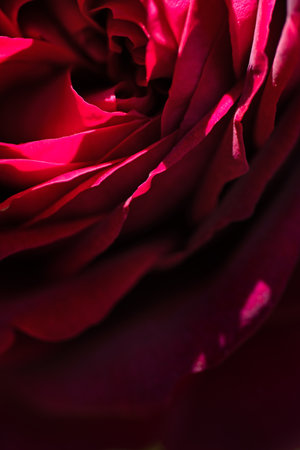art abstract background of stunning deep red-purple rose . extreme macroの写真素材