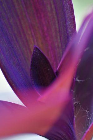 beautiful domestic purple tradescantia leaves. natural texture. macro shotの写真素材