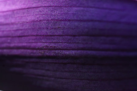 beautiful domestic purple tradescantia leaf texture. extreme macro shotの写真素材