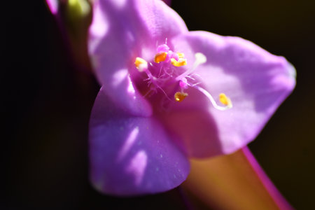 beautiful domestic purple tradescantia flower. extreme macroの写真素材