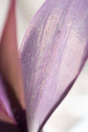 beautiful domestic purple tradescantia leaf texture in sunny rays. extreme macro shotの写真素材