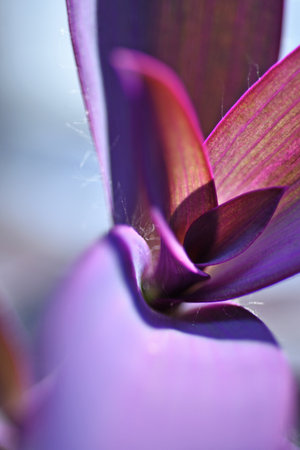 blur shot with selective focus of purple domestic tradescantia leaves at sunny day. natural textureの写真素材