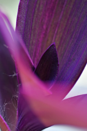 beautiful domestic purple tradescantia leaves. natural texture. macro shotの写真素材