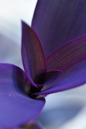 beautiful domestic purple tradescantia leaves. natural texture. macro shotの写真素材