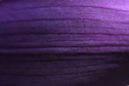 beautiful domestic purple tradescantia leaf texture. extreme macro shotの写真素材