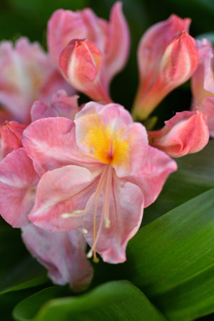 splendid pink-peach azalea blossom in garden. macro shotの写真素材