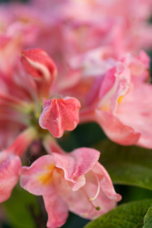 splendid pink-peach azalea buds blossoming in garden. macro shotの写真素材