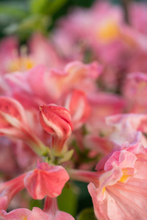 splendid pink-peach azalea buds blossoming in garden. macro shotの写真素材