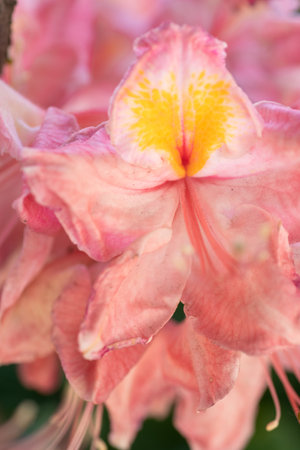 splendid pink-peach azalea blossom with leaves. extreme macro shotの写真素材