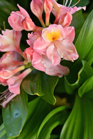 splendid pink-peach azalea blossom with leaves. close up shotの写真素材