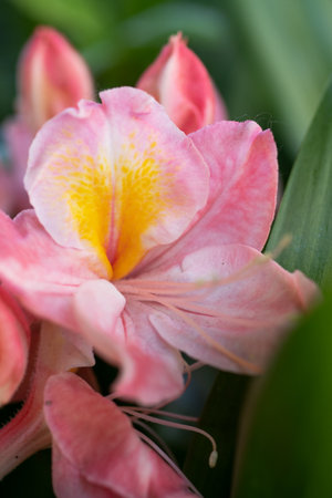 splendid pink-peach azalea blossoming in garden. macro shotの写真素材