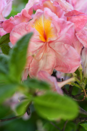 splendid pink-peach azalea blossom with leaves. extreme macro shotの写真素材