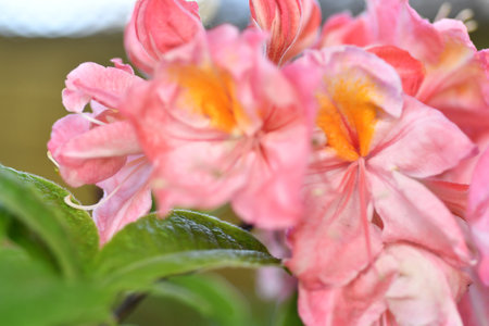 splendid pink-peach azalea blossom in garden. extreme macro shotの写真素材