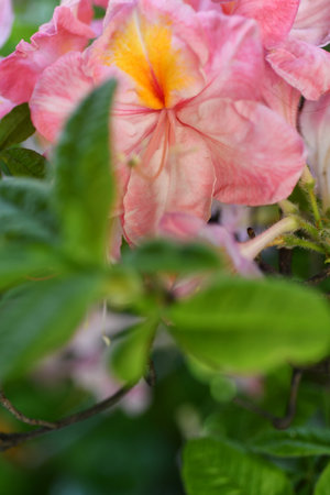 splendid pink-peach azalea blossom in garden. macro shotの写真素材